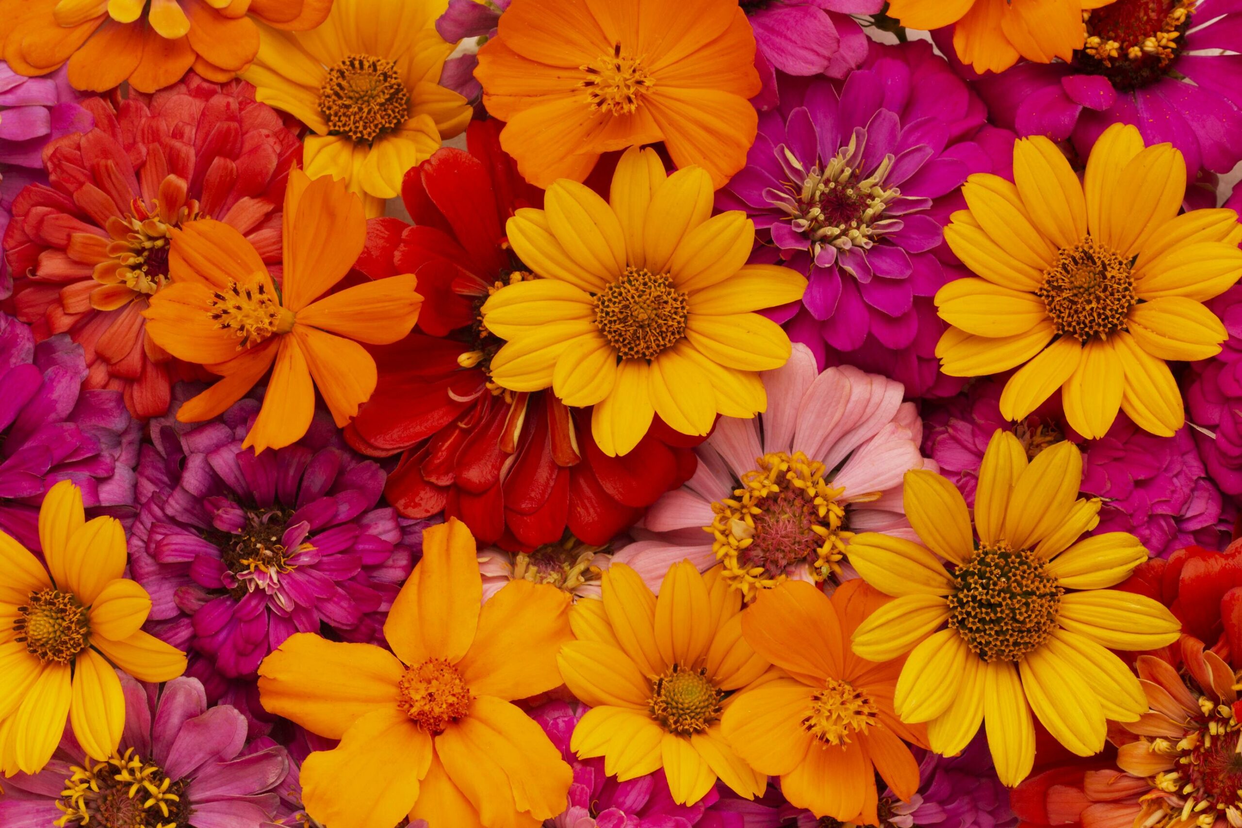 Arrangement floral magnifique avec des couleurs vibrantes, créant un fond apaisant et esthétique.